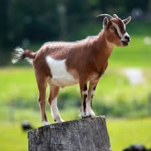 icon Goat